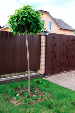 Peyzaj tasarımı ve öğelerinin Fotoğrafçılık