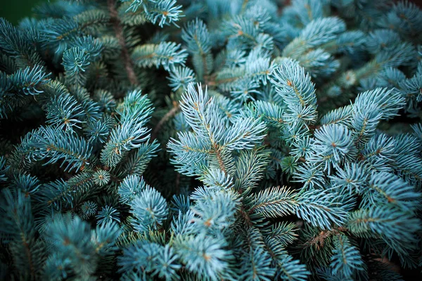 Peyzaj tasarımı ve öğelerinin Fotoğrafçılık