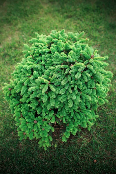 Peyzaj Tasarımı Öğelerinin Fotoğrafçılık — Stok fotoğraf