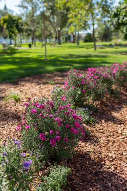 Peyzaj tasarımı ve öğelerinin Fotoğrafçılık