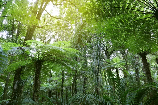 Fougères Arborescentes Dans Jungle Tropicale — Photo