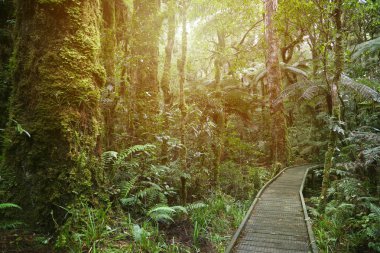 Boardwalk Yemyeşil tropik orman