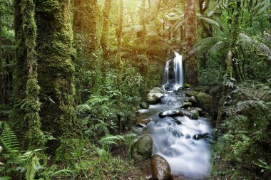 Water flowing in tropical rain forest clipart