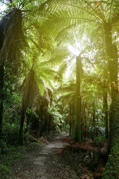 Sendero Para Caminar Bosque Tropical — Foto de Stock