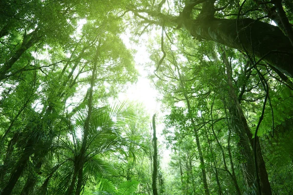 Δέντρο Θόλο Στην Τροπική Ζούγκλα — Φωτογραφία Αρχείου