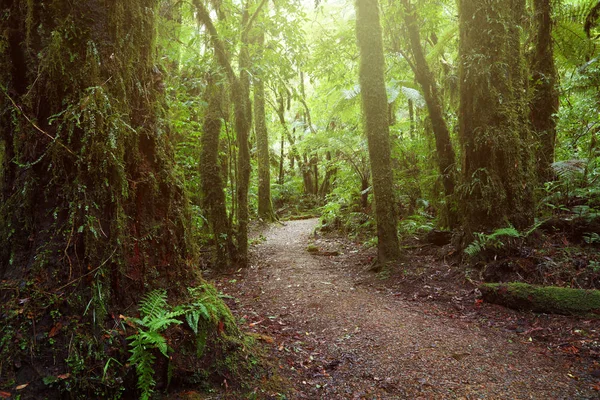 Sendero Para Caminar Bosque Tropical — Foto de Stock