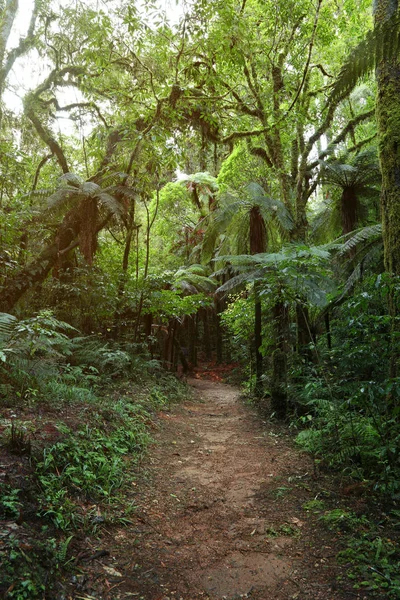 Wanderweg Tropischen Wald — Stockfoto