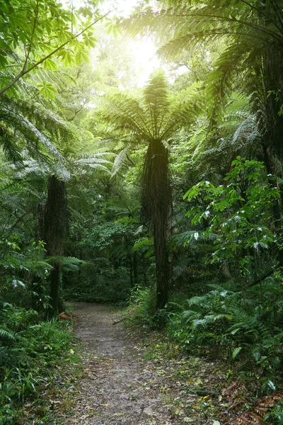 Wandelpad Tropisch Woud — Stockfoto