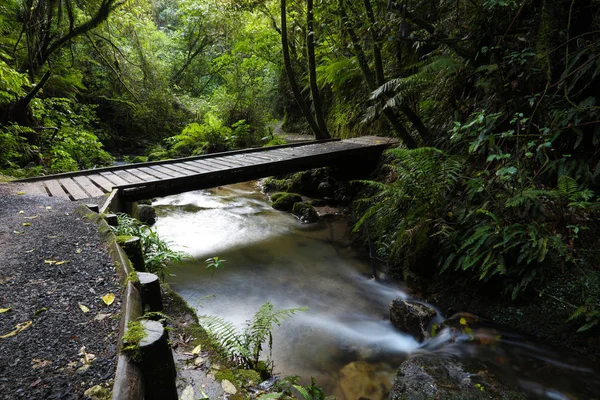 Puente Sobre Arroyo Exuberante Bosque Tropical — Foto de Stock