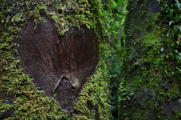 Cuore Amore Intagliato Nella Corteccia Dell Albero — Foto Stock