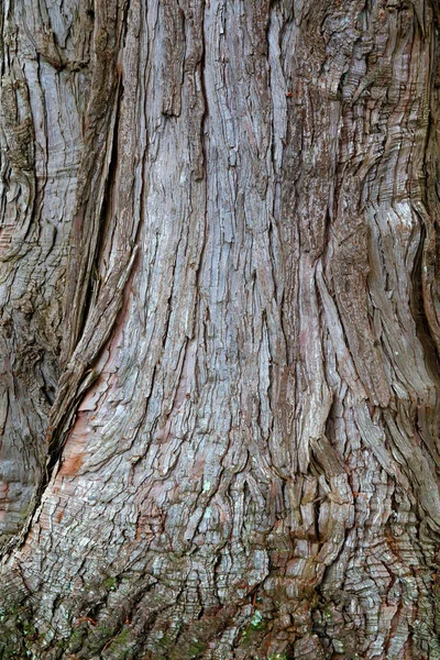 Крупный План Коры Дереве — стоковое фото