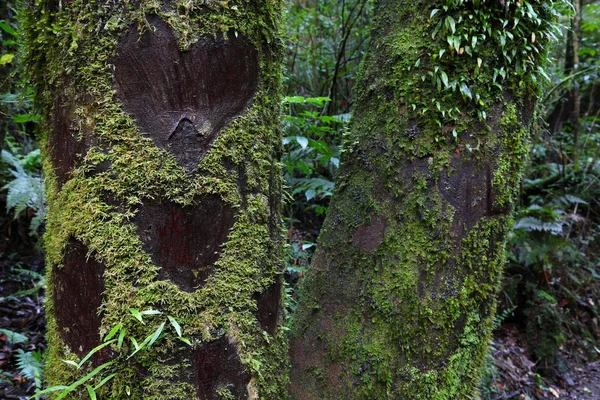 Ağaç Kabuğu Oyulmuş Sevgi Kalpleri — Stok fotoğraf