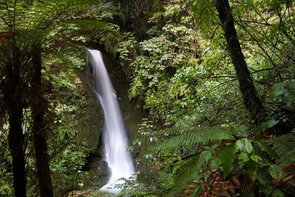 Cascada Bosque Tropical Nueva Zelanda — Foto de Stock