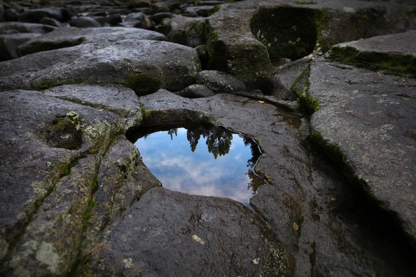 Reflection of trees in rock pool