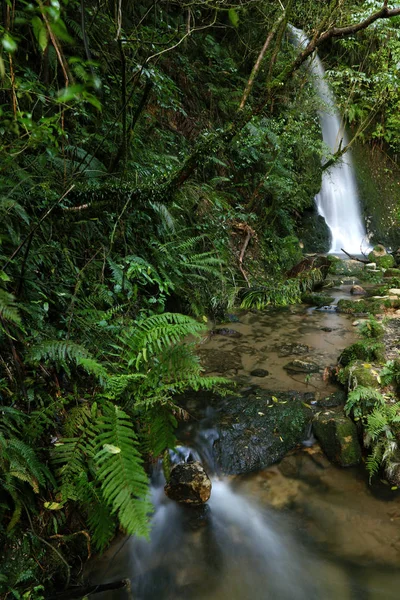 Cascadas Bosque Tropical Nueva Zelanda — Foto de Stock