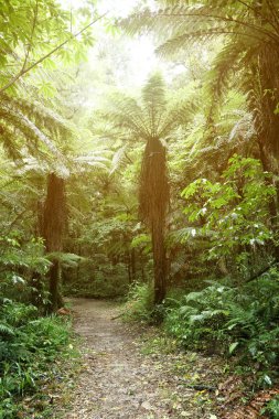 tropikal ormanda yürüyüş yolu