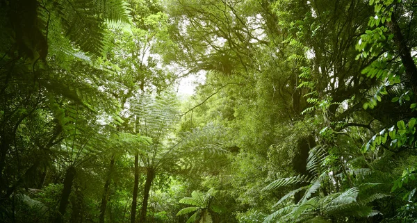 Canopy Árboles Selva Tropical — Foto de Stock