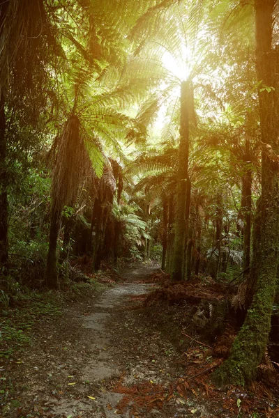 Sendero Para Caminar Bosque Tropical —  Fotos de Stock