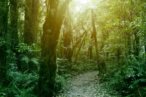 Sendero Para Caminar Bosque Tropical — Foto de Stock