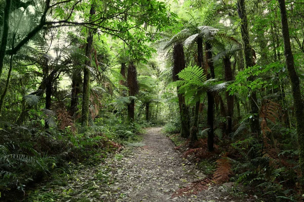 Sentier Pédestre Forêt Tropicale — Photo