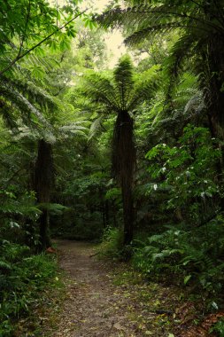 tropikal ormanda yürüyüş yolu