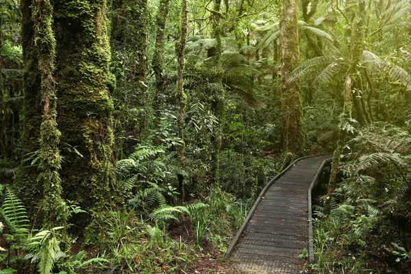 Sentiero Piedi Nella Foresta Tropicale — Foto Stock