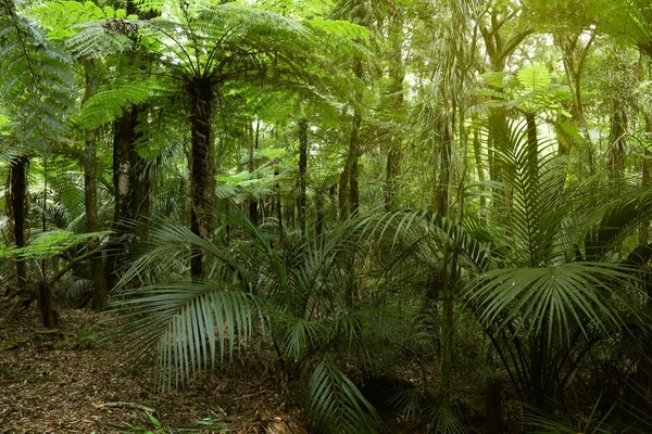 Tropikal Ormanda Gür Yeşil Yapraklar — Stok fotoğraf