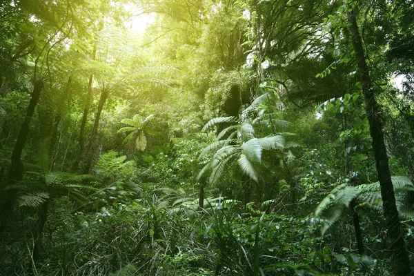 热带丛林中阳光明媚的树荫 — 图库照片