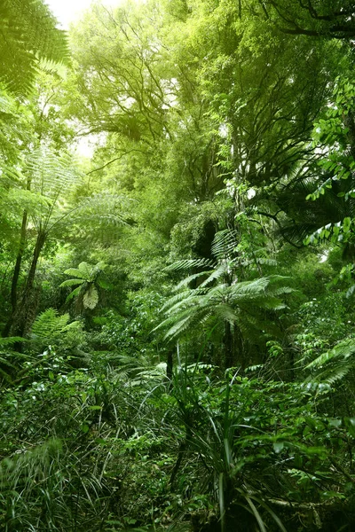 Saftig Grünes Laub Tropischen Dschungel — Stockfoto