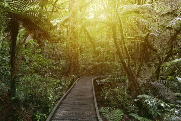 Wandelpad Tropisch Woud — Stockfoto