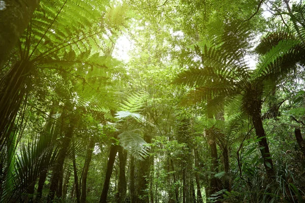 在热带丛林中的绿色枝叶繁茂 — 图库照片