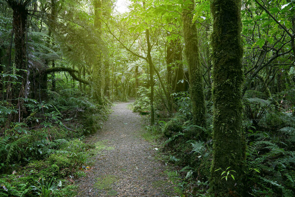 Тропа в тропическом лесу
