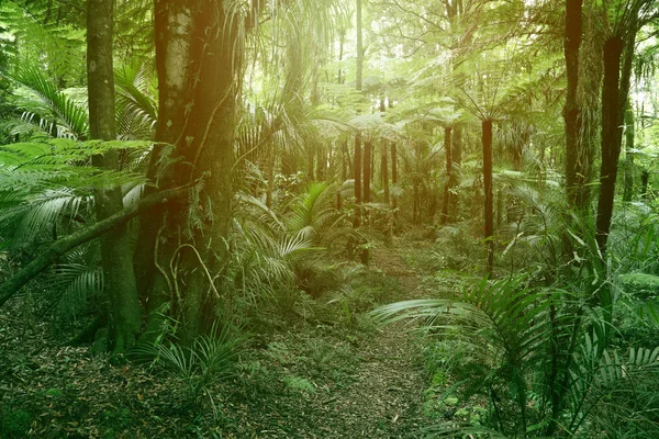 Folhagem Verde Exuberante Selva Tropical — Fotografia de Stock