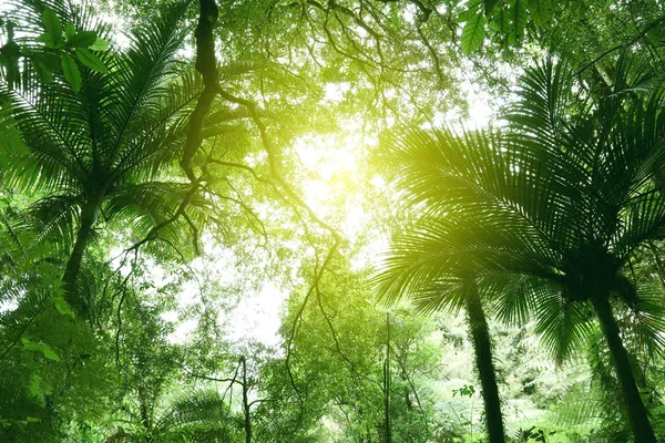 Tree canopy in tropical jungle