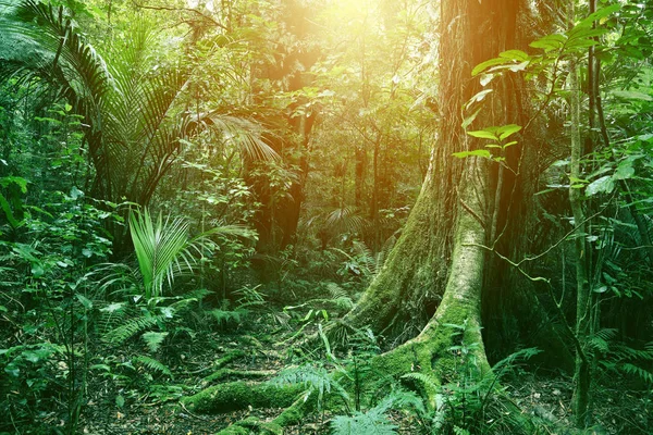 Lasy tropikalne światło — Zdjęcie stockowe