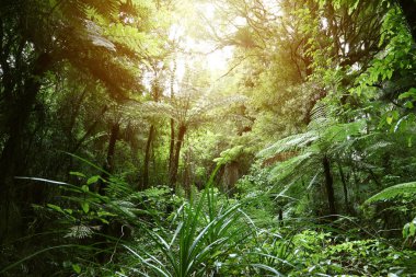 Tropikal ormanda ağaç gölgeliği 
