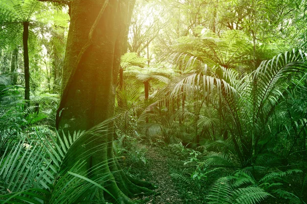 Luz Del Sol Brillando Selva Tropical — Foto de Stock