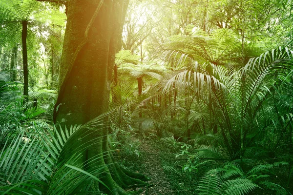 Lumière Soleil Brille Dans Jungle Tropicale — Photo