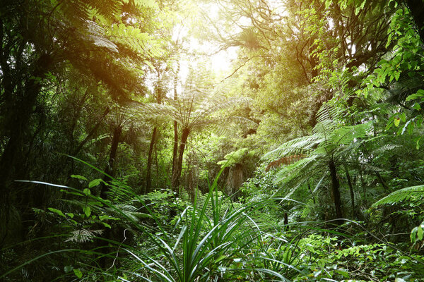 Деревянный навес в тропических джунглях 