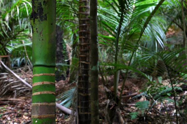 Palma Primo Piano Nella Giungla Tropicale — Foto Stock