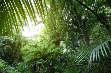 Tropikal ormanda ağaç gölgeliği 