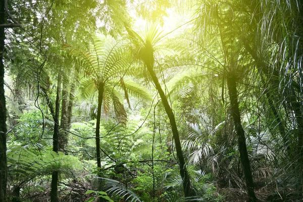 Canopy Árboles Selva Tropical — Foto de Stock