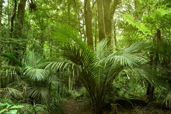 熱帯のジャングルの緑豊かな緑の葉 — ストック写真