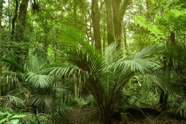 Trópusi Dzsungel Buja Zöld Lombok — Stock Fotó