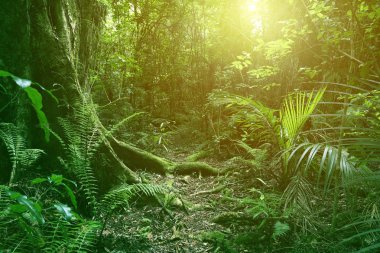 Tropikal ormanda güneş ışığı parlıyor
