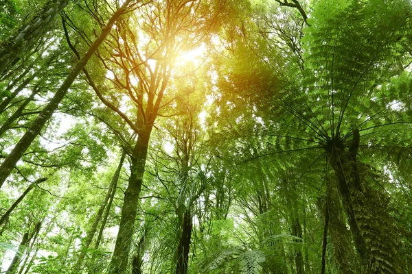 Tropikal Ormanda Ağaç Gölgeliği — Stok fotoğraf