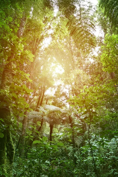 Kanopi Pohon Hutan Tropis — Stok Foto