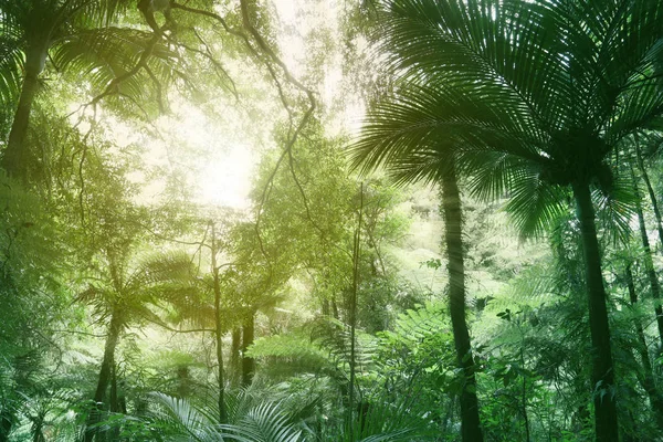Boom Luifel Tropische Jungle — Stockfoto