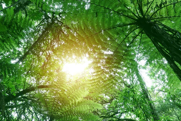 Canopy of jungle — Stock Photo, Image