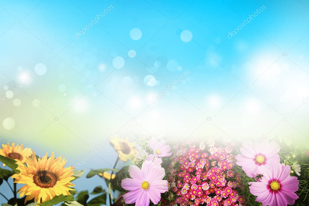 Assorted flowers and blurred background
